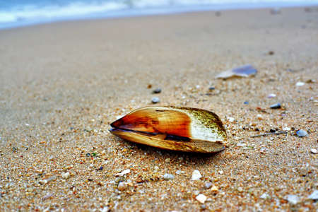 Shell on the sandの写真素材