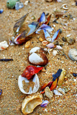 Seashell on the beachの写真素材