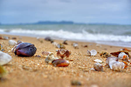 Seashell on the sandの写真素材