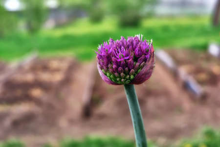 purple onion flower in the gardenの写真素材