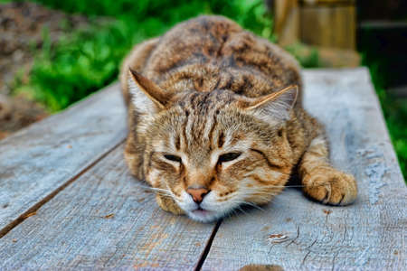 the cat is lying on a wooden tableの写真素材