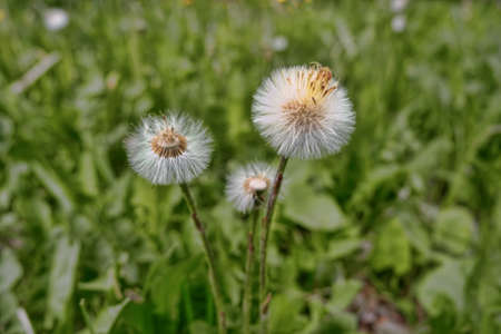 dandelions in the meadow