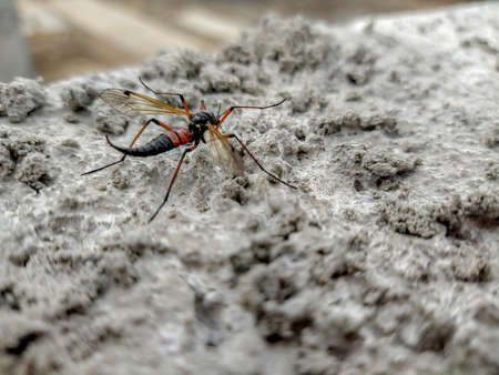 Winged insect