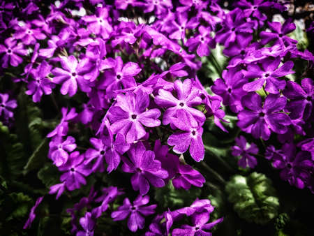 colorful flowers in the gardenの写真素材