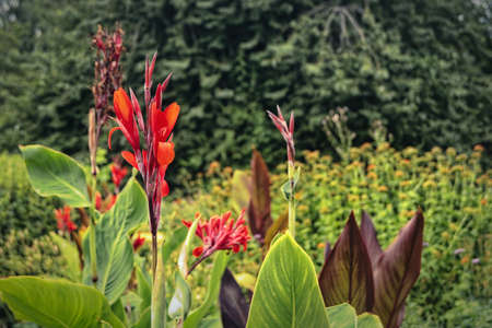 lund, colorful flowers, day, vivid, grass, park, garden, color, flora, meadow, floral, landscape, environment, blooming, beautiful, summer, green, outdoor, red, field, plant, nature, flowerの写真素材