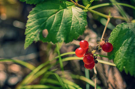 plant, nature, green, leaf, red, summer, natural, background, organic, berry, food, fresh, closeup,...