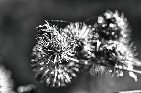 background, nature, abstract, plant, pattern, closeup, texture, flower, white, natural, macro, black, beautiful, light, beauty, flora, color, season, summer, art, growthの写真素材