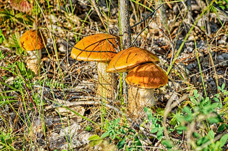 season, autumn, nature, forest, mushroom, green, brown, edible, cap, grass, food, beautiful, fungi, wood, healthy, summer, outdoor, background, fall, leaf, wild, plantの写真素材