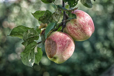 appleの写真素材