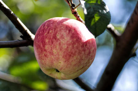 appleの写真素材