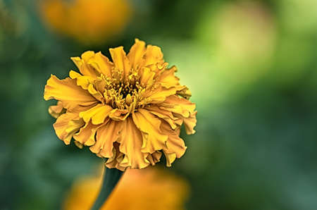 flower, yellow, nature, garden, summer, blossom, plant, beautiful, green, closeup, flora, beauty, bloom, macro, color, orange, colorful, petal, pollen, bright, bloomingの写真素材