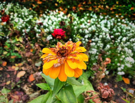 flower, garden, nature, plant, yellow, background, green, summer, orange, beautiful, color, floral, bloom, colorful, blossom, petal, beauty, natural, bright, closeup, vibrantの写真素材