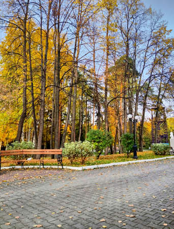 park, autumn, tree, yellow, nature, fall, season, outdoor, landscape, day, leaf, environment, foliage, forest, green, orange, colorful, background, bright, natural, beautiful, light, trees, october, lの写真素材