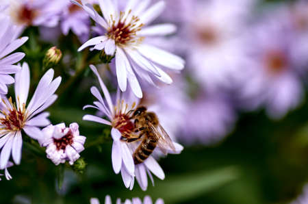 flower, garden, nature, bee, beautiful, summer, pink, insect, pollen, blossom, honey, bloom, green,...