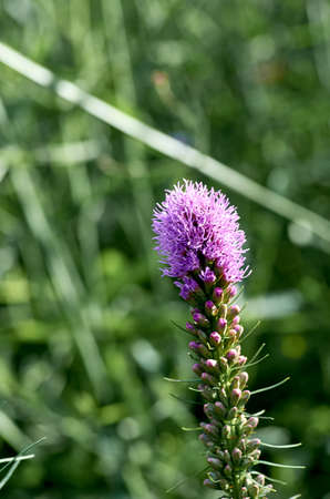 green, flower, nature, summer, garden, purple, blossom, flora, natural, floral, closeup, pink, macro, beautiful, field, color, blooming, wild, grass, growthの写真素材