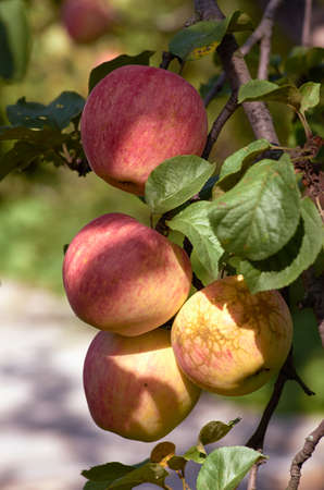 A bunch of apples on the treeの写真素材