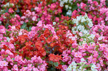 garden, flower, nature, summer, background, blooming, plant, bloom, flora, floral, colorful, pink, beauty, beautiful, gardening, green, fresh, color, petal, season, botanyの写真素材