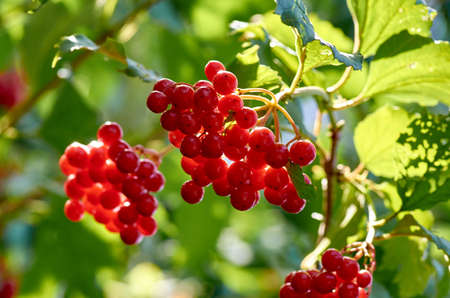 guelder rose, red, green, leaf, nature, berry, branch, ripe, fresh, food, summer, bunch, bush, garden, healthy, natural, organic, closeup, season, sweet, harvest, rawの写真素材