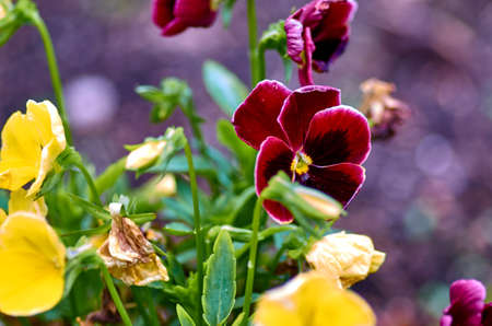 pansies, plant, garden, green, summer, beautiful, flower, red, natural, leaf, color, blossom, beauty, flora, outdoor, colorful, spring, fresh, bright, blooming, bloomの写真素材