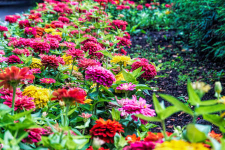park, garden, nature, floral, green, background, color, plant, colorful, beautiful, red, blossom, beauty, summer, flower, flora, pink, yellow, fresh, bright, gardeningの写真素材