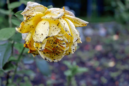 animal, dying, withered roses, head, fragility, withered, petals, old, rose, nature, flower, yellow, plant, macro, summer, garden, color, natural, background, blossom, white, green, colorful, closeup,の写真素材