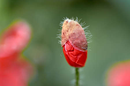 bud, flower, nature, red, green, garden, flora, background, beautiful, beauty, natural, field, blossom, spring, color, petal, summer, colorful, bright, closeup, poppy, leaf, outdoorの写真素材