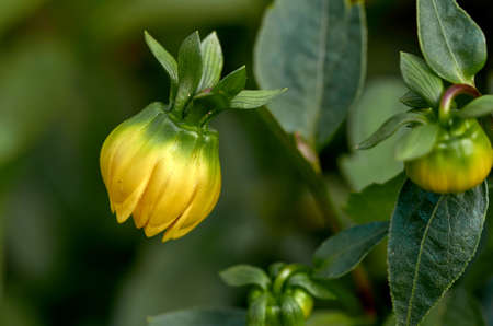 green, nature, garden, plant, natural, background, fresh, leaf, summer, yellow, closeup, flower, healthy, ripe, color, tropical, beautiful, agriculture, blossom, organic, bloomの写真素材