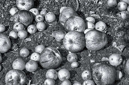 harvest, garden, black and white, raw, texture, food, juicy, fruit, autumn, apple, monochrome, background, white, silver, celebration, corpulent, decoration, closeup, season, group, roundの写真素材
