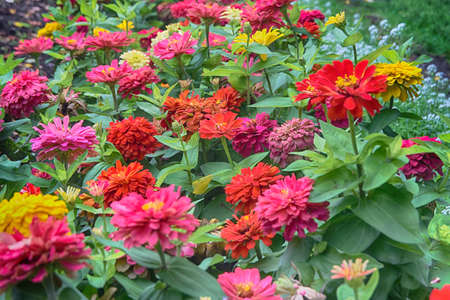 garden, flower, background, plant, nature, blossom, beautiful, green, summer, color, bloom, flora, petal, red, colorful, bright, pink, beauty, fresh, leaf, botany, seasonの写真素材