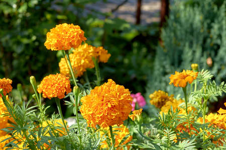 tagetes, nature, garden, background, flower, plant, blossom, summer, green, yellow, beauty, beautiful, bloom, spring, field, floral, marigold, orange, colorful, botany, blooming, colorの写真素材
