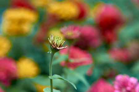 nature, flower, beautiful, summer, blossom, plant, background, green, flora, closeup, color, bloom, floral, garden, beauty, natural, colorful, fresh, outdoor, bright, blooming, petal, macroの写真素材
