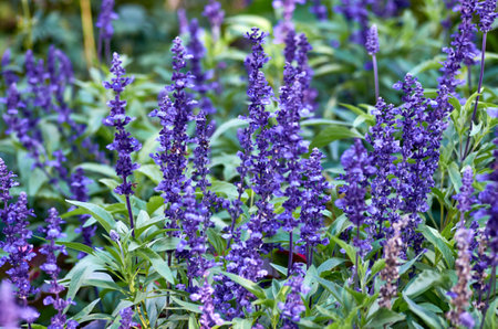 flower, purple, garden, nature, summer, plant, violet, beauty, color, blossom, beautiful, natural, spring, field, floral, bloom, green, background, colorful, blooming, outdoor, blueの写真素材