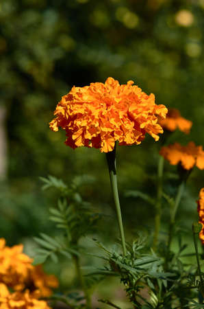 flower, yellow, summer, garden, bright, marigolds, background, day, summer, spring, marigolds, greenの写真素材