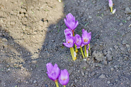 background, spring, nature, flower, blossom, beauty, green, beautiful, garden, purple, flora, plant, floral, crocus, natural, blue, season, closeup, bloom, early, violet, color, bloomingの写真素材
