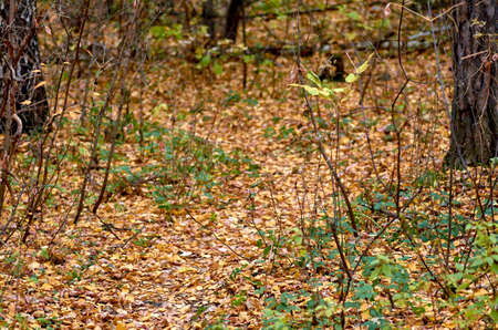 background, nature, tree, autumn, outdoor, forest, natural, yellow, texture, environment, season, plant, green, color, fall, leaf, park, beautiful, orange, old, landscapeの写真素材