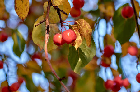 apples, wild, harvest, bush, fresh, tree, color, agriculture, healthy, season, closeup, autumn, garden, ripe, organic, background, plant, branch, red, leaf, food, green, natural, fruit, natureの写真素材