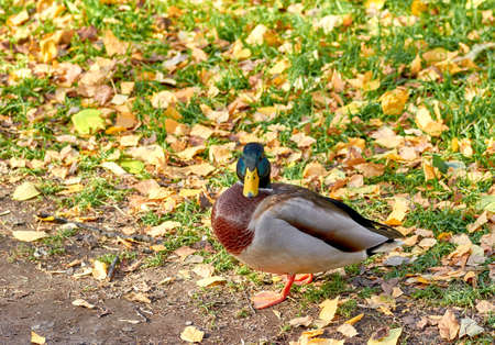 duck, autumn, travel, garden, brown, grass, fall, bird, water, environment, plant, landscape, tree, animal, background, outdoor, beautiful, park, wild, wildlife, natural, forest, nature, greenの写真素材