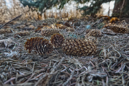 nature, closeup, natural, background, brown, wildlife, green, wild, forest, plant, color, outdoor, grass, environment, beautiful, season, texture, summer, fall, dryの写真素材