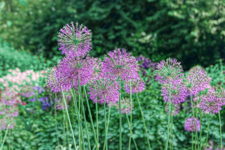 flower, purple, nature, summer, garden, flora, natural, plant, green, spring, bloom, background,...