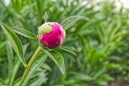 pretty, growth, bright, botany, gardening, garden, flower, nature, green, beautiful, plant, spring, leaf, beauty, petal, pink, floral, natural, fresh, summer, color, closeup, background, blossom, blooの写真素材