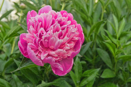 colorful, gardening, paeonia, outdoors, park, pretty, red, peonies, flower, plant, garden, nature, bloom, beautiful, pink, floral, background, spring, flora, beauty, peony, blossom, petal, green, summの写真素材