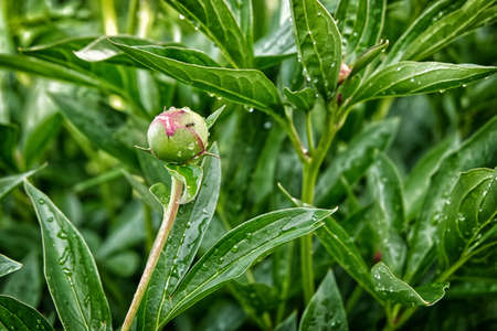 pink, gardening, flower in garden, season, rain, dew, floral, wet, awe, flower, bud, blossom, peony, nature, background, plant, garden, spring, natural, fresh, green, summer, color, closeup, leaf, outの写真素材