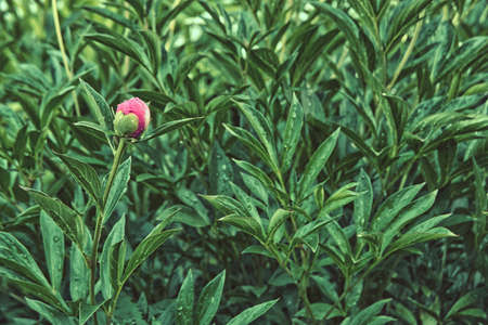 pink, gardening, flower in garden, season, rain, dew, floral, wet, awe, flower, bud, blossom, peony, nature, background, plant, garden, spring, natural, fresh, green, summer, color, closeup, leaf, outの写真素材