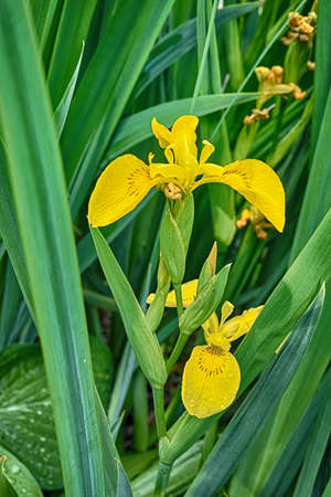 yellow flower, iris yellow flag, blooming, nature, garden, plant, flower, yellow, green, color, background, beautiful, spring, blossom, flora, beauty, natural, summer, bright, colorful, petal, leafの写真素材