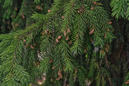 texture background, close-up, park, pattern, xmas, tree, green, background, nature, plant, spruce, branch, evergreen, season, pine, forest, natural, needle, outdoor, conifer, decoration, holiday, coniの写真素材