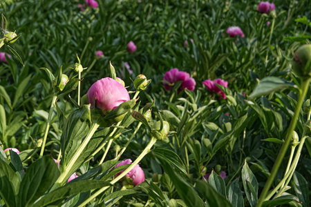 flowerbed, bud, red, summer flowers, colorful background, green background, green grass, botany, nature, plant, green, garden, spring, blossom, color, summer, flower, flora, pink, beauty, floral, closの写真素材