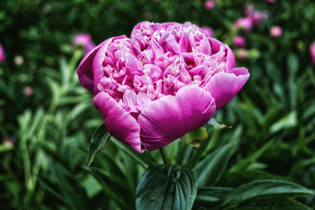 big, peony flowering, nature, flower, background, flora, beautiful, summer, garden, plant, floral,...