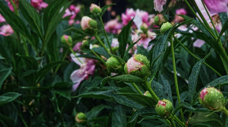 rain, dew, drops, bud, purple flower, nature, plant, flower, garden, green, summer, flora, background, blossom, beautiful, spring, leaf, closeup, floral, natural, beauty, bloom, color, blooming, bの写真素材
