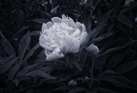 monochrome, black and white background, one, vintage, park, photo, macro, flower, nature, flora, beautiful, garden, plant, closeup, white, floral, fresh, background, spring, beauty, bloom, blossom, naの写真素材