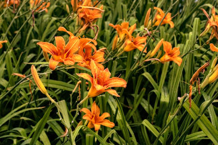 floral background, lily flower, lilium, herb, meadow, early summer, blooming, red, botanical, orange...